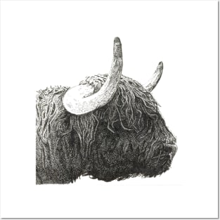 Hamish the highland cow Posters and Art